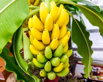 Banana Plant "Dwarf Cavendish" *Non-GMO and Pesticide Free!* Perfect banana plant for container gardens!