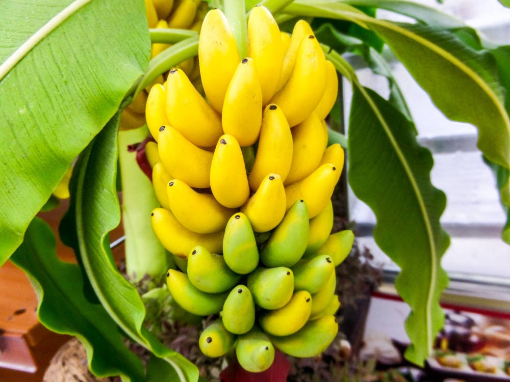 Banana Plant dwarf Cavendish non-gmo and Pesticide Free Perfect Banana  Plant for Container Gardens 