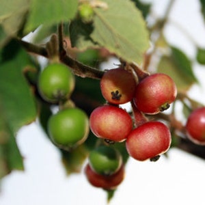 Strawberry Tree *Pesticide Free and Non-GMO!* - "Jamaican Cherry" Live Plant - RARE Yellow or Traditional Red *Fast Shipping!