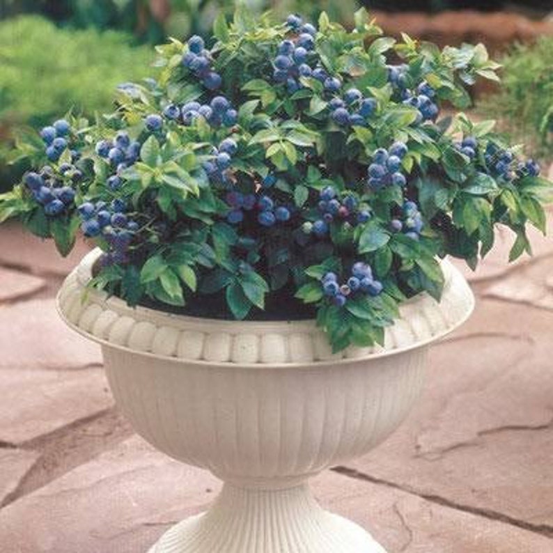 RARE Top Hat DWARF Blueberry Live Plant pesticide Free Etsy