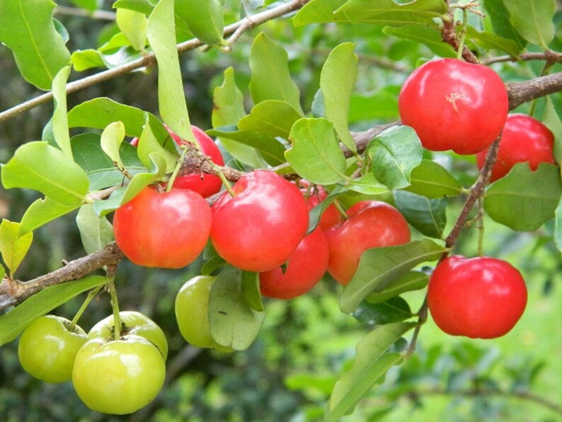 Barbados Cherry Tree Aka Acerola Cherry Pesticide Free Etsy