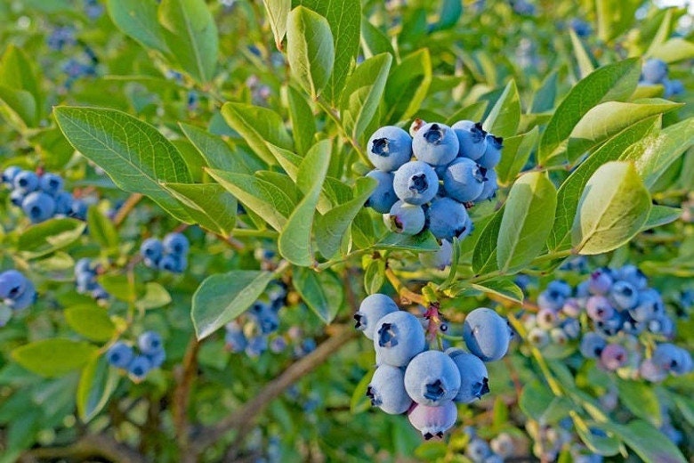 RARE Top Hat DWARF Blueberry Live Plant pesticide Free Etsy