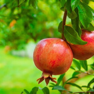 Pomegranate Live Tree Dwarf Pomegranate Pesticide-free NOT dormant Wonderful Variety Perfect for container gardens image 3