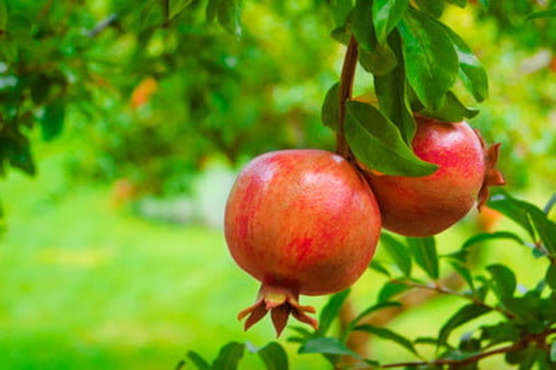 Pomegranate Live Tree Dwarf Pomegranate Pesticide-free NOT dormant Wonderful Variety Perfect for container gardens image 3