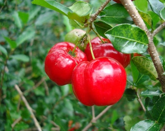 Barbados Cherry Tree "Acerola Cherry" Now also offering Dwarf variety! *Non-GMO and Pesticide Free!* Fast Shipping!