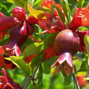 Pomegranate Live Tree Dwarf Pomegranate Pesticide-free NOT dormant Wonderful Variety Perfect for container gardens image 2