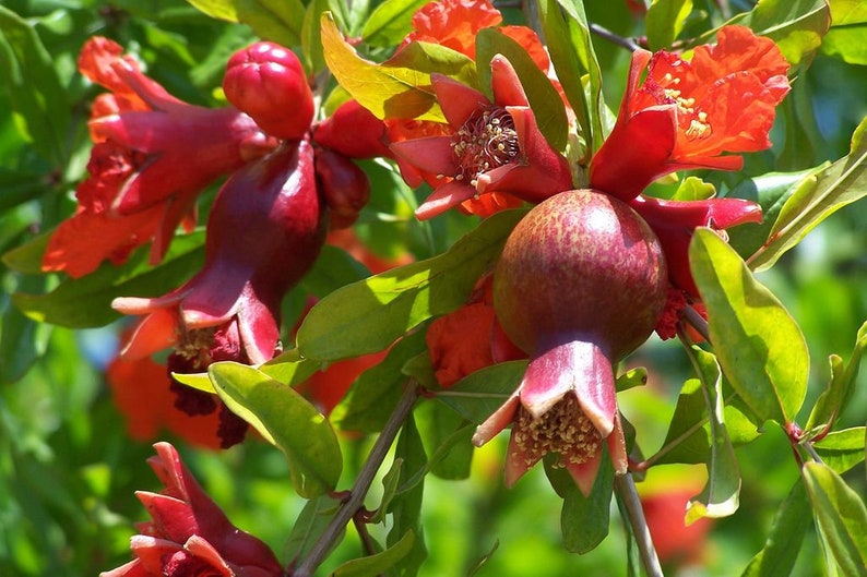 Pomegranate Live Tree Dwarf Pomegranate Pesticide-free NOT dormant Wonderful Variety Perfect for container gardens image 2