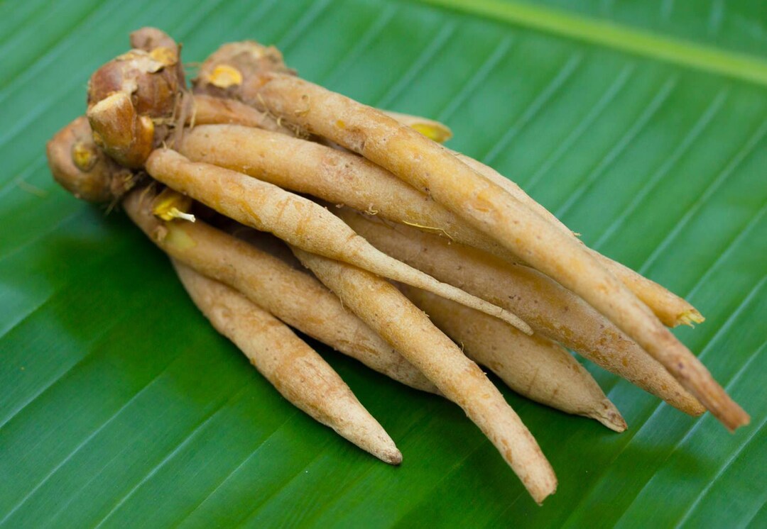 RARE Fingeroot Ginger Unique Spice Used in TCM and in Skincare