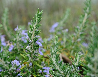 PERFECT Rosemary! Limits Pests and Attracts Pollinators! *Pesticide-free and Non-GMO* Fast Shipping!