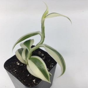 Rare Madagascar Vanilla Bean Orchid Plant Pesticide Free Variegated Option Now Available PLUS Several Sizes image 4