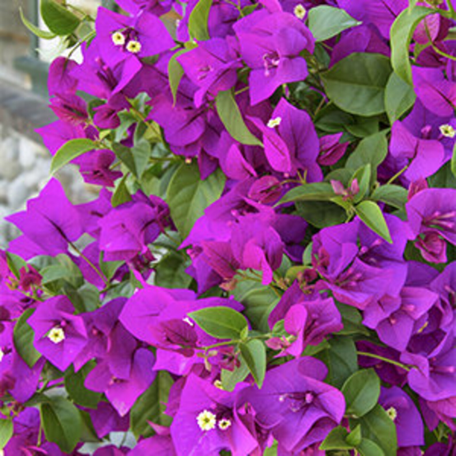 2 or 4 Blueberry Ice Bougainvillea stunning color Etsy
