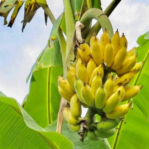Banana Plant - "Dwarf Namwah" Live Plant - "Ladyfingers" *Non-GMO and Pesticide Free!* Perfect for container gardens!