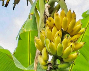 Banana Plant - "Dwarf Namwah" Live Plant - "Ladyfingers" *Non-GMO and Pesticide Free!* Perfect for container gardens!