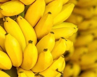 Mysore Banana Plant *Non-GMO and Pesticide Free!* GOING FAST *