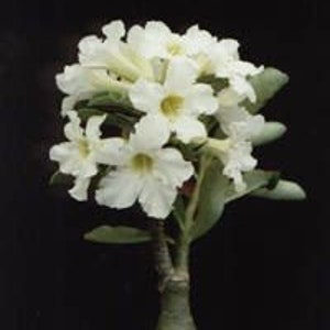 White Desert Rose *Grown Pesticide Free!* (Adenium obesum) - Gorgeous! Fast Shipping!