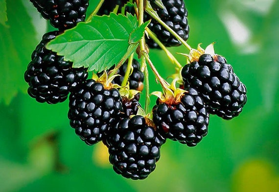 Navaho Thornless Blackberry Plant pesticide Free SWEETEST Blackberry Fast  Shipping 