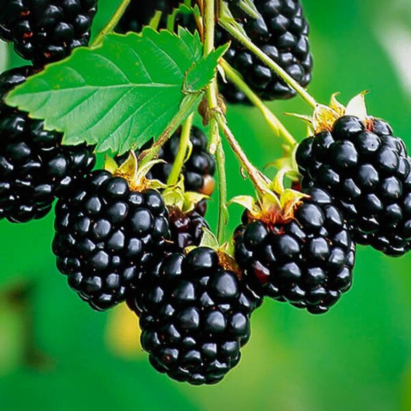Navaho Thornless Blackberry Plant *Pesticide Free!* SWEETEST Blackberry! Fast Shipping!