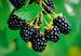 Navaho Thornless Blackberry Plant *Pesticide Free!* SWEETEST Blackberry! Fast Shipping! 