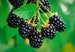 Navaho Thornless Blackberry Plant *Pesticide Free!* SWEETEST Blackberry! Fast Shipping! 