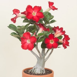 Red Desert Rose *Pesticide Free!* (Adenium obesum) - Gorgeous! Fast Shipping!