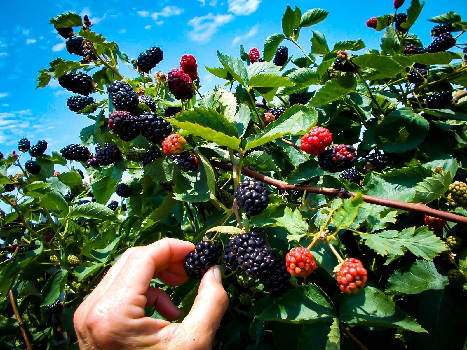 Navaho' Thornless Blackberry - Southern Living Plants