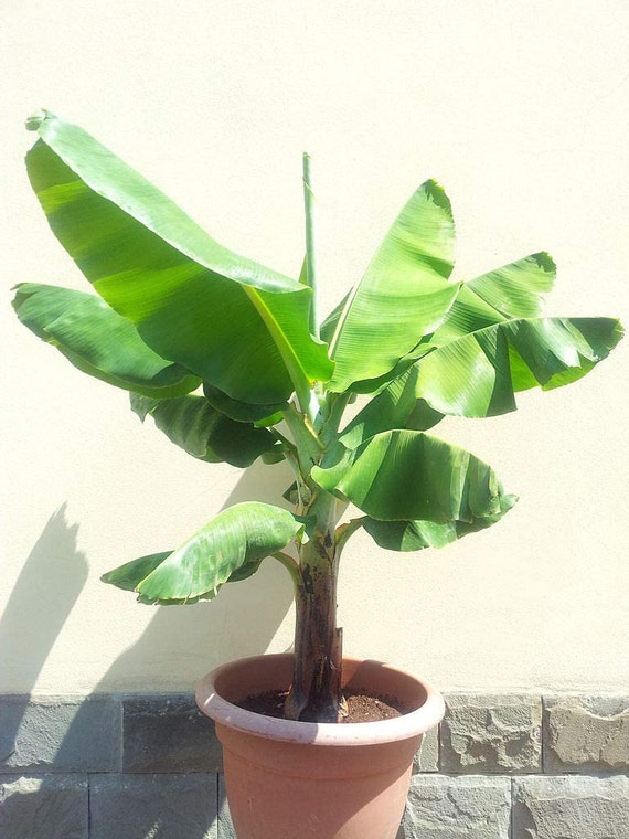 Banana Plant dwarf Cavendish non-gmo and Pesticide Free Perfect Banana  Plant for Container Gardens 