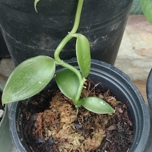 Rare Madagascar Vanilla Bean Orchid Plant Pesticide Free Variegated Option Now Available PLUS Several Sizes image 5