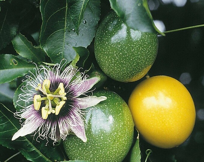 Yellow Passion Fruit Passiflora Edulis Potted Starter PLANT Tropical