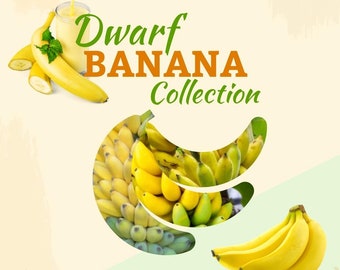 Dwarf Banana Collection! - Dwarf-sized Banana Plants that can be Grown in Pots! *Pesticide-free!* Fast Shipping!