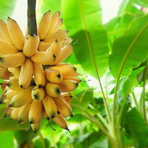 ULTRA DWARF Banana with Tiny Delicious Fruit! Rare ”Truly Tiny Banana” Will Grow to 2-3 Feet Only! *Non-GMO and Pesticide Free!*