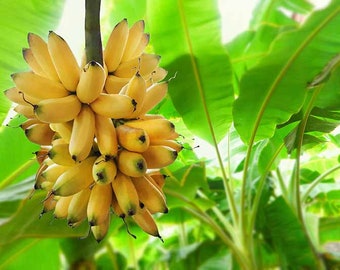 ULTRA DWARF Banana with Tiny Delicious Fruit! Rare ”Truly Tiny Banana” Will Grow to 2-3 Feet Only! *Non-GMO and Pesticide Free!*