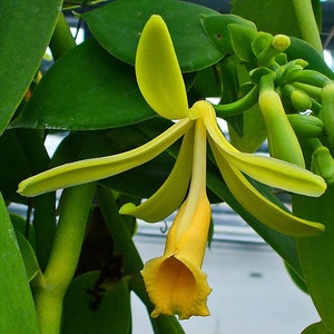 Rare Madagascar Vanilla Bean Orchid Plant Pesticide Free Variegated Option Now Available PLUS Several Sizes image 2