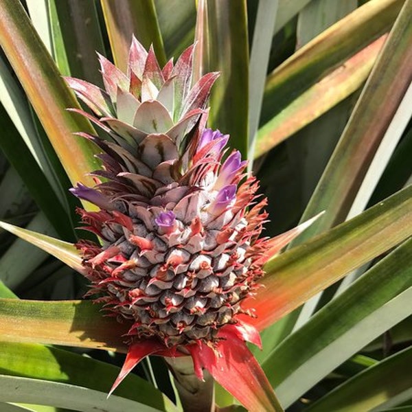 Sugarloaf Pineapple *Grown Pesticide Free!* aka Kauaʻi Sugarloaf *Fast Shipping!