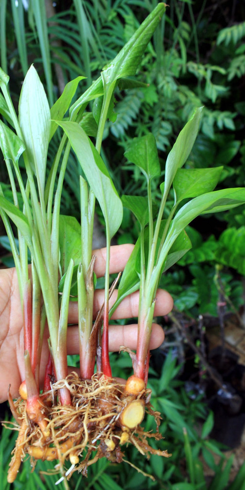 RARE Fingeroot Ginger Unique Spice Used in TCM and in Etsy