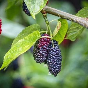 Dwarf Everbearing Mulberry Tree *Pesticide free!* CONSTANT Fruiting! Live Starter! Now Available- Illinois Everbearing! Fast Shipping!