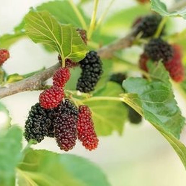 Red Mulberry Tree *Non-GMO and Pesticide Free!* GORGEOUS Classic Mulberry! (Morus rubra)