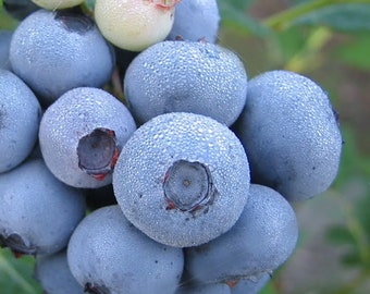 Legacy Blueberry Live Plant *Pesticide Free!* Great in Super Cold Climates! Huge Producer! Fast Shipping!