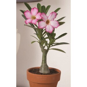Pink Desert Rose Pesticide Free Adenium obesum Gorgeous Fast Shipping image 2