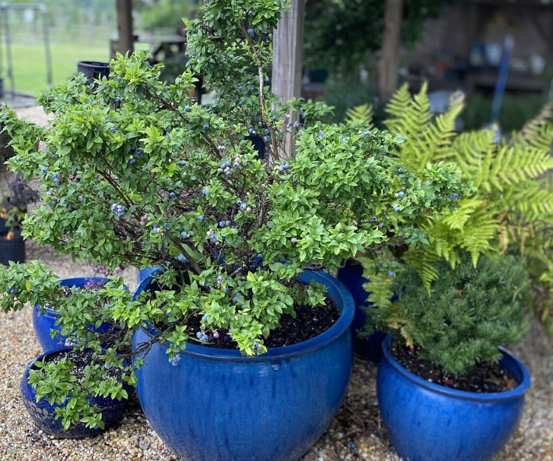 RARE Top Hat DWARF Blueberry Live Plant pesticide Free Etsy