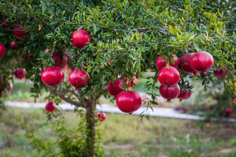 Pomegranate Live Tree Dwarf Pomegranate Pesticide-free NOT dormant Wonderful Variety Perfect for container gardens image 1