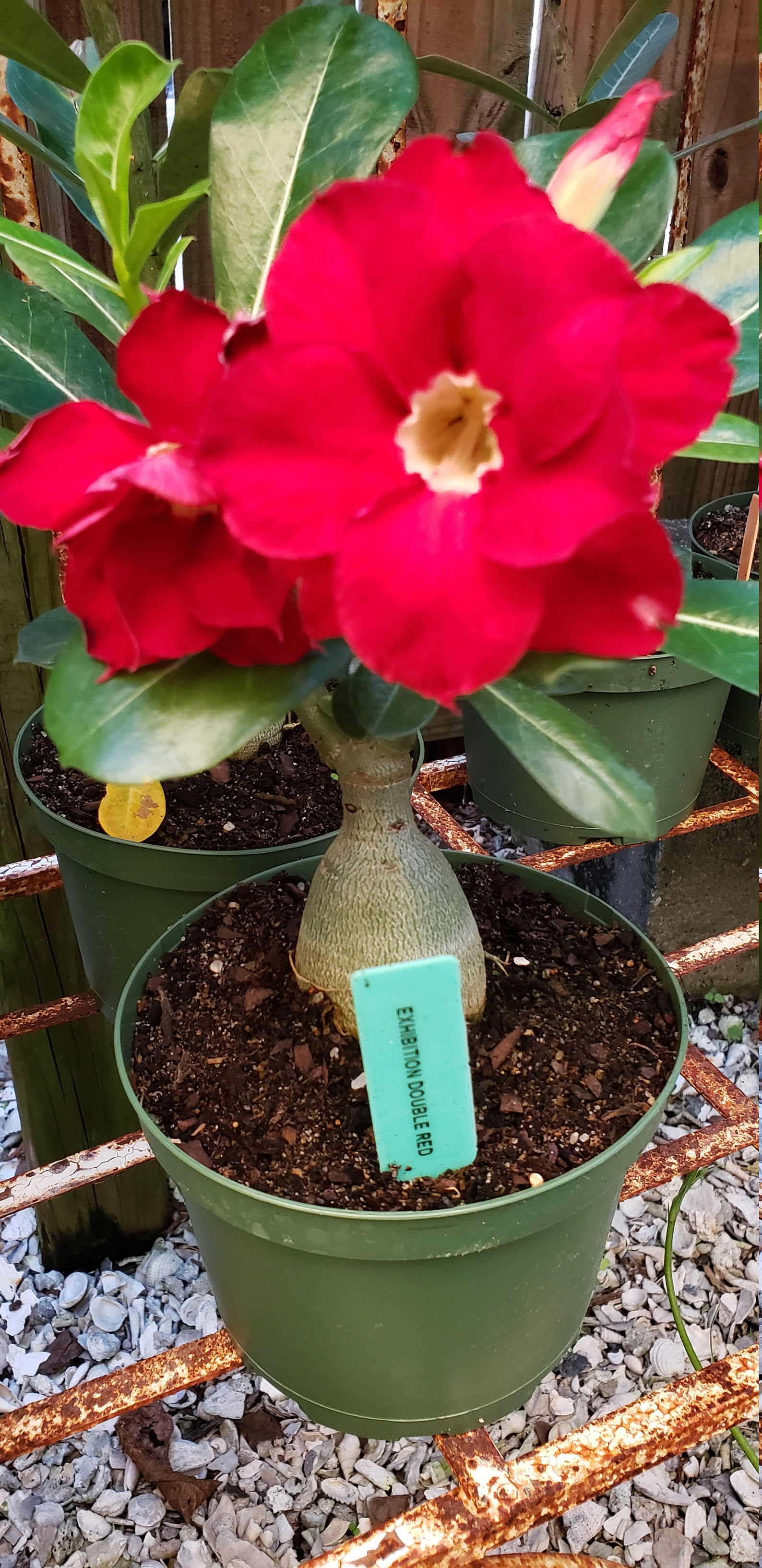 Red Desert Rose pesticide Free adenium Obesum Etsy