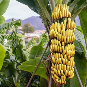 BEST Banana Plant “Grand Nain” *Non-GMO and Pesticide Free!* Cold Hardy Banana