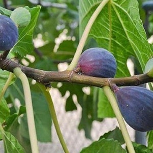 GORGEOUS Purple Fig Tree! - Live, Purple LSU Fig Plant - *Non-GMO and Pesticide free!*  Fast Shipping!