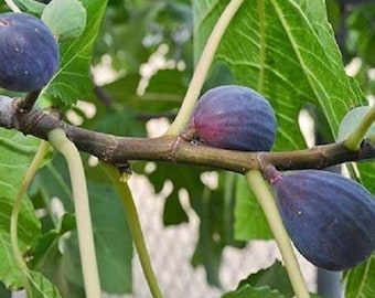 GORGEOUS Purple Fig Tree! - Live, Purple LSU Fig Plant - *Non-GMO and Pesticide free!*  Fast Shipping!