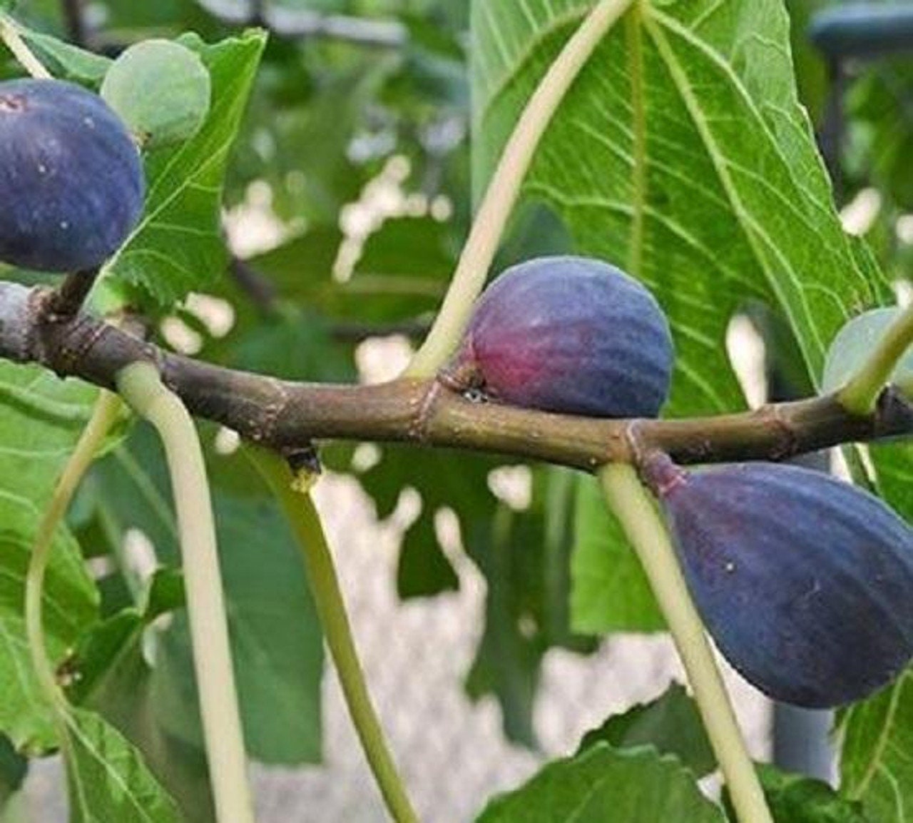 GORGEOUS Purple Fig Tree Live Purple LSU Fig Plant