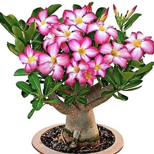 Pink Desert Rose Pesticide Free Adenium obesum Gorgeous Fast Shipping image 1