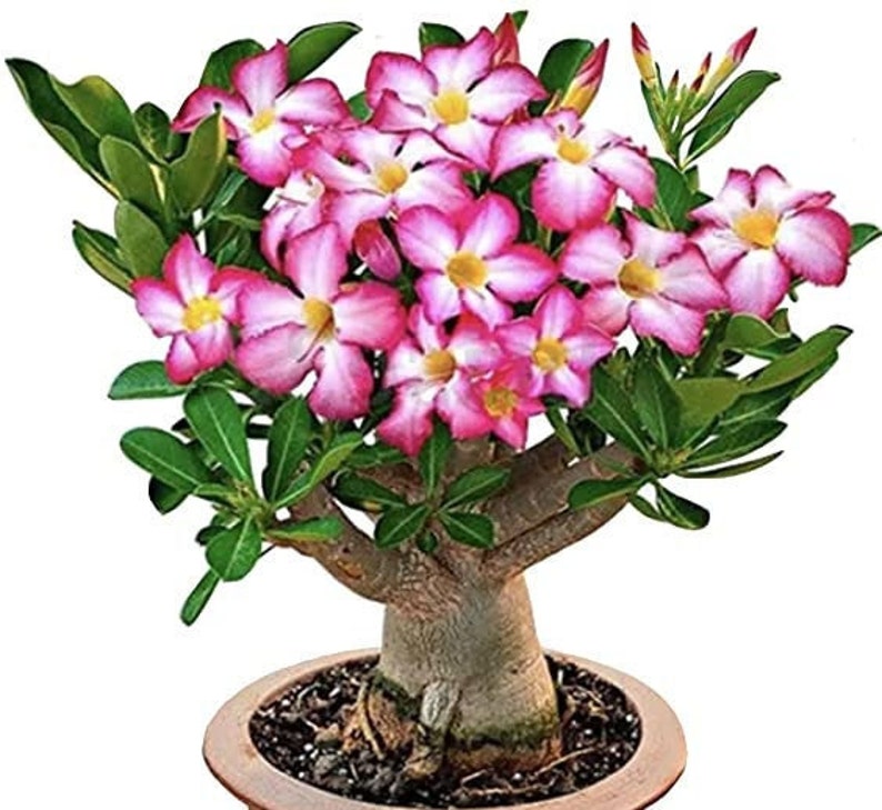 Pink Desert Rose Pesticide Free Adenium obesum Gorgeous Fast Shipping image 1