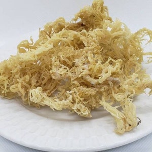Genus Gracilara Sea Moss Gold/ Sea Moss (raw) wildcrafted in Jamaica (16oz)