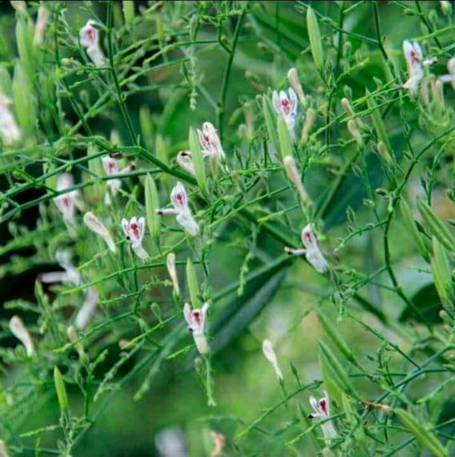 Jamaican Rice Bitters loose leaves Etsy