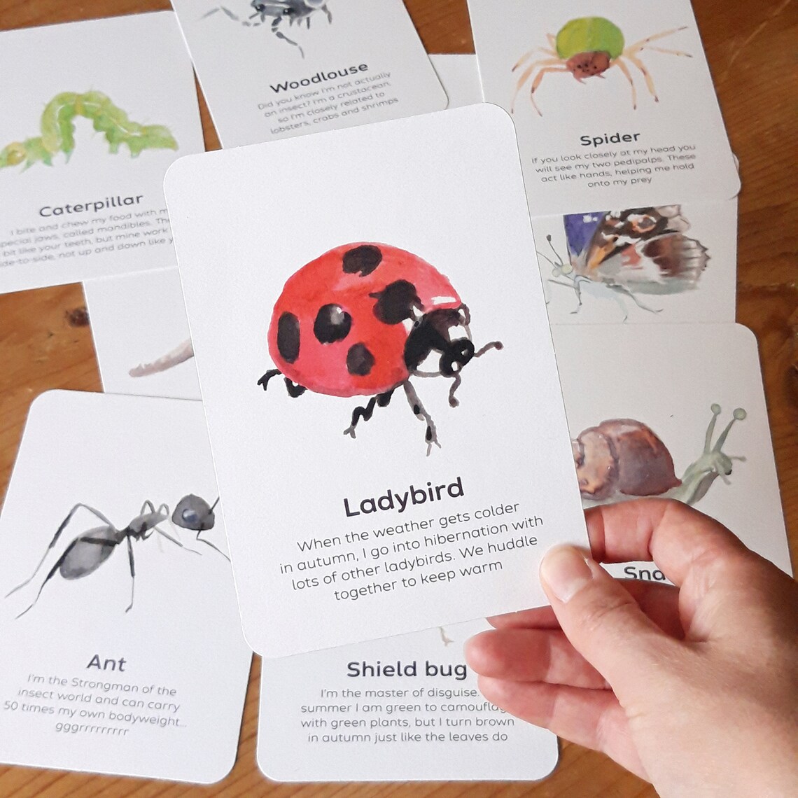 Minibeasts flashcards educational learning resources for Etsy